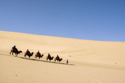Camels in desert, china