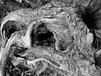 Full frame shot of tree trunk