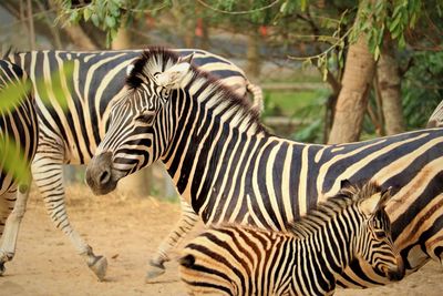 Zebra zebras