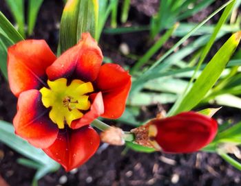 Close-up of red flowers blooming outdoors