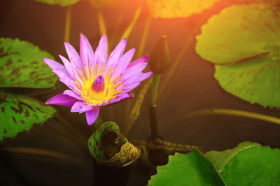 Close-up of purple water lily blooming in pond