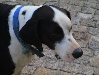 Dog on paving stones