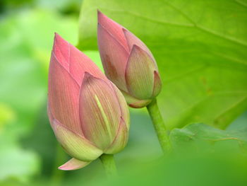 Close-up of lotus water lily