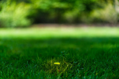 Close-up of grassland