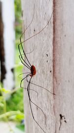 Close-up of ladybug on wall