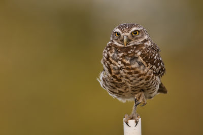 Close-up of owl