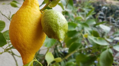 Close-up of fruit growing on tree