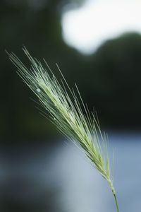 Close-up of wheat plant