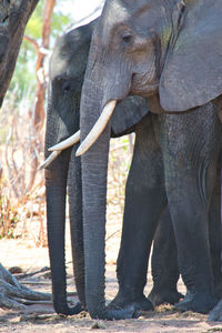 Close-up of elephant