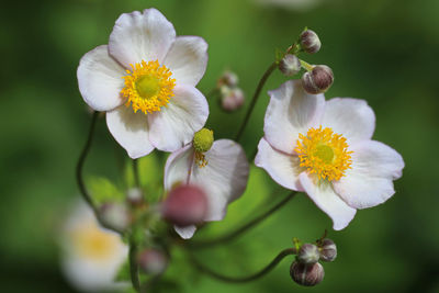 Close-up of white flowering plant