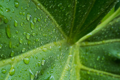 Full frame shot of wet leaf