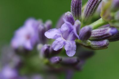 Close-up of purple flowering plant