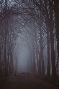 Bare trees in forest during winter