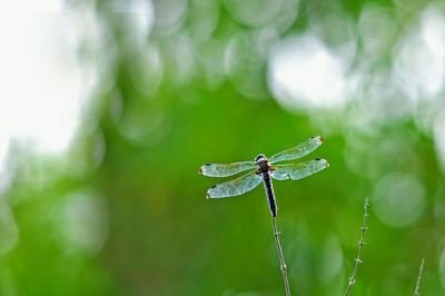 Close-up of dragonfly on plant