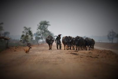 Horses walking in a horse