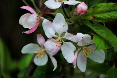 Close-up of pink cherry blossoms in spring