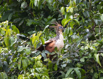 Bird perching on a tree