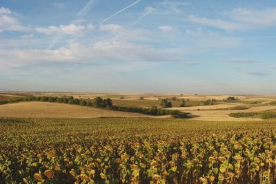 Scenic view of field against sky