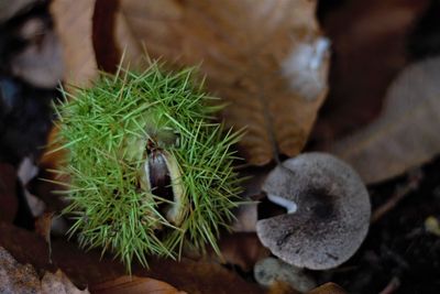 Close-up of succulent plant