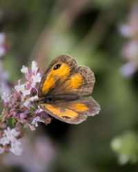 Close-up of butterfly pollinating on flower