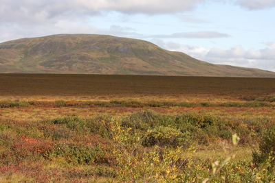 Scenic view of field against sky