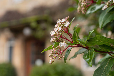 Close-up of flowering plant