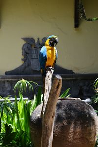 Close-up of a bird perching on wood