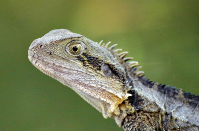 Close-up of lizard