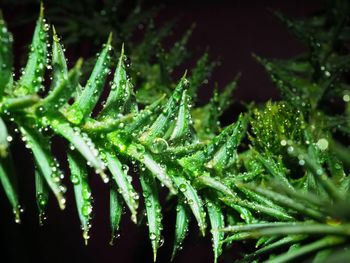 Close-up of wet plants at night