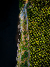 Trees by plants on land