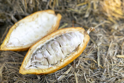 Close-up of mushrooms growing on field