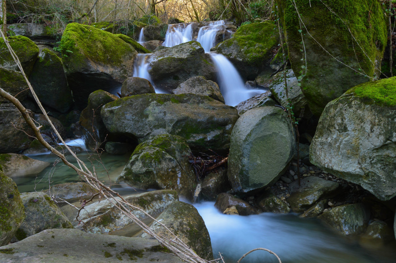 nature, animal themes, water, growth, no people, outdoors, beauty in nature, day, aquarium, close-up, waterfall