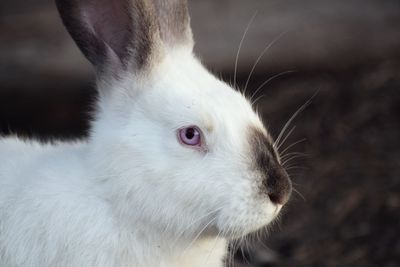 Close-up of a rabbit looking away