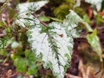 Close-up of insect on plant