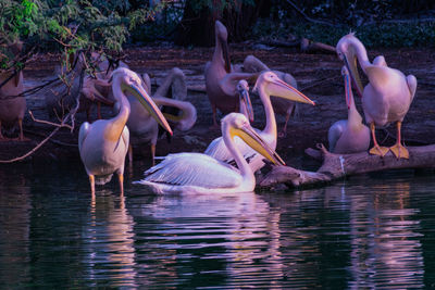 View of birds in lake