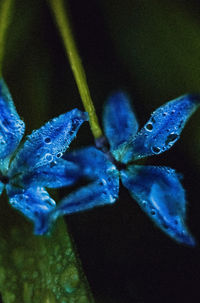 Close-up of blue flowering plant