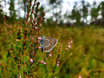 Close-up of butterfly pollinating on flower