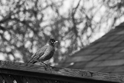 Close-up of bird perching outdoors