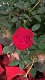 Close-up of red flower blooming outdoors