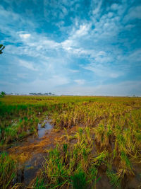 Scenic view of field against sky