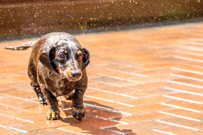 Portrait of dog on wet shore