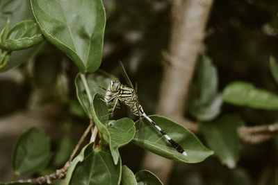 Close-up of dragonfly on leaf