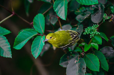 Close-up of bird perching on plant