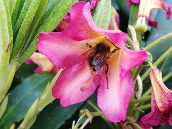 Close-up of bee on pink flower