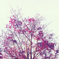 Low angle view of pink flowers on tree