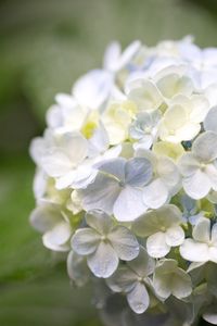 Close-up of white flowers blooming outdoors