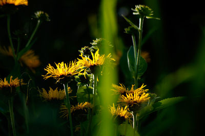 Close-up of yellow flower