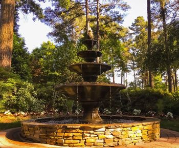 Close-up of tree against sky