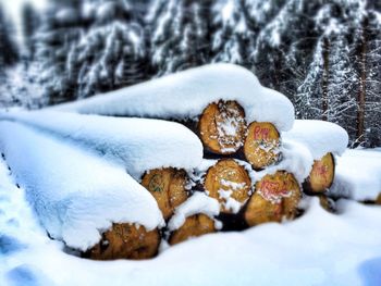 Close-up of snow covered tree