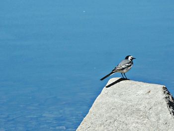 Bird perching on rock